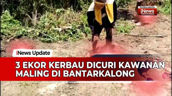 VIDEO: 3 Ekor Kerbau Dicuri Kawanan Maling di Bantarkalong Tasikmalaya, Korban Rugi Rp80 Juta