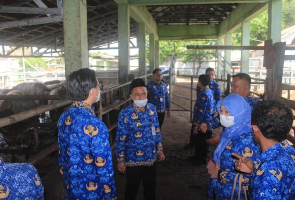 Jelang Lebaran, Pj Walikota Serang Pantau Kondisi Pasar Hewan Ternak dan Hewan Potong
