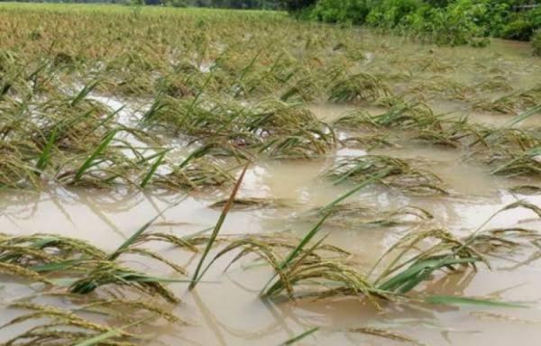 Ribuan Hektar Lahan Pertanian di Jateng Terancam Gagal Panen Akibat Banjir