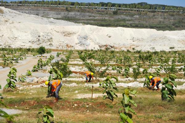 SIG Tanam Lebih dari 500 Ribu Pohon di Lahan Pascatambang Pabrik Tuban