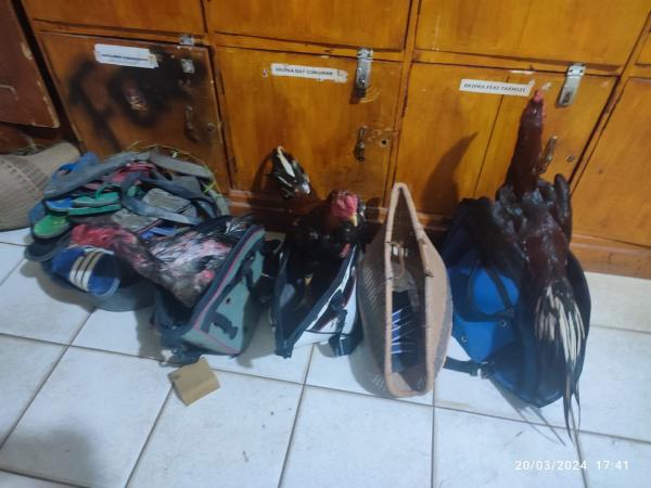 Puasa Ramadhan, Polisi Bubarkan Aksi Sabung Ayam di Labuhan Maringgai