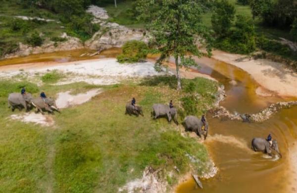 PHR Lestarikan Cinta Bagi Gajah Sumatera