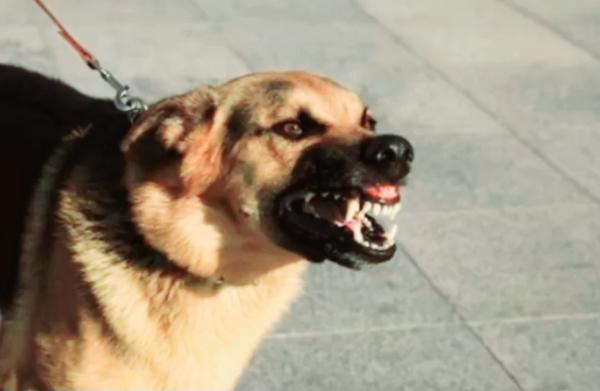 Tambah 5 Orang Hari Ini, Jumlah Warga Korban Gigitan Anjing  Mencapai 83 Orang di Belu NTT