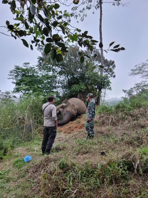 Misteri Kematian Gajah: Polisi Datangi TKP di Gunung Salak Kilometer 35
