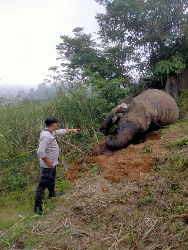 Misteri Gajah Jantan Ditemukan Mati Tanpa Gading : Polisi Datangi TKP Gunung Salak Di Aceh Utara