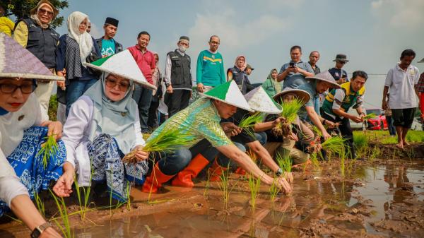 Dedie Rachim Terlibat Penanaman Padi Nutri Zinc untuk Penanggulangan Stunting di Bogor