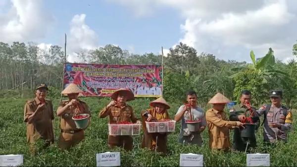 Petani Cabai Merah Desa Cambai Sukses Panen Cuan Rp100 Juta