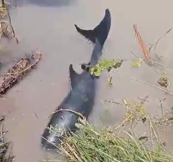 Seekor Ikan Lumba -lumba Nyasar ke Sungai di Situbondo Hebohkan Warga