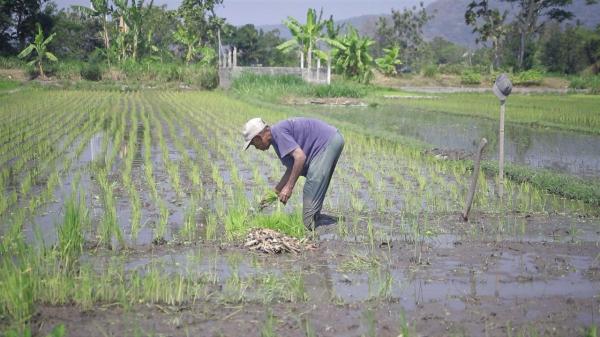 Alokasi Pupuk Subsidi Naik 100 Persen, Petani di Papua Selatan Siap Tingkatkan Produktivitas