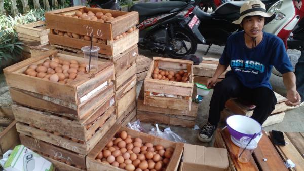 Harga Telur Ayam di Ciamis Turun Drastis, di Tingat Pengecer Kini Rp28 Ribu per Kg