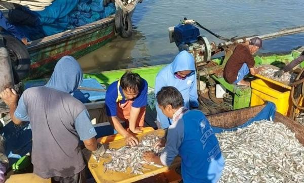 Jelang Lebaran, Hasil Tangkapan Ikan Nelayan Tanjungsari Pemalang Melimpah