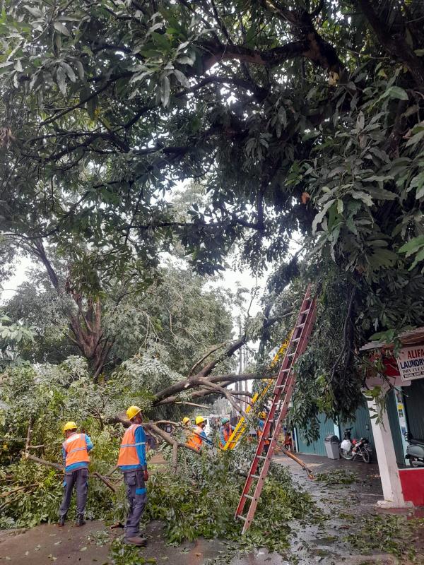 Pohon Raksasa di Tanah Baru Depok Tumbang Imbas Hujan Disertai Angin, Tutupi Akses Jalan