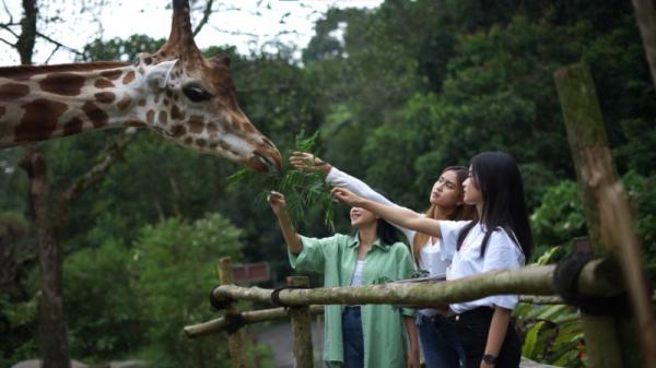 Taman Safari Bogor Diserbu Wisatawan di Hari Kedua Lebaran