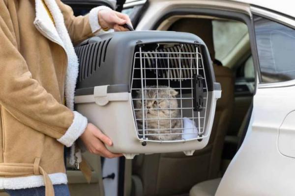 8 Tips Ampuh Membawa Kucing Naik Mobil untuk Jarak Jauh   