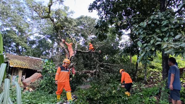 Petugas BPBD Kota Tasikmalaya Evakuasi Pohon Tumbang yang Timpa Rumah Warga di Kawalu