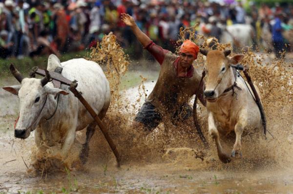 Serunya Tradisi Pacu Jawi di Tanah Datar Sumatera Barat, Ditonton Ribuan Orang