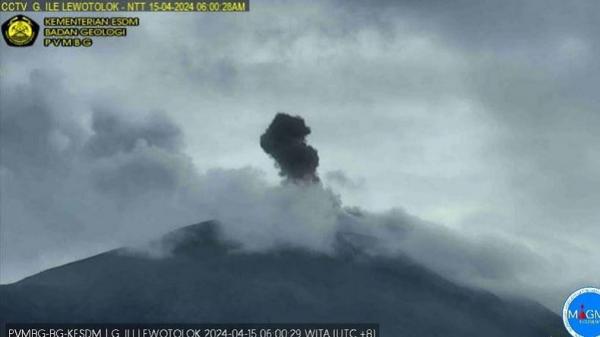 Semburkan Kolom Abu Setinggi 700 Meter Gunung Ile Lewotolok di NTT Erupsi