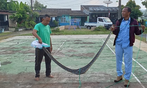 Warga Perumahan BWA Anyer Kabupaten Serang Digegerkan Penangkapan Ular Phython