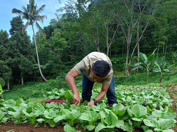 Nara Puncak Terapkan Sistem Integrated Farming Pada Pertanian Sayur di Bogor