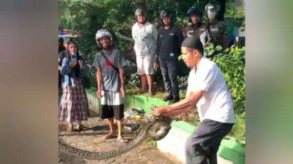 Ular Piton Sepanjang 4 Meter Ditangkap di Kawasan Kotamara Baubau, Sempat Lilit Kaki Warga