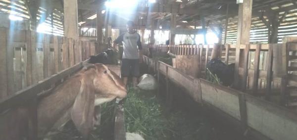 Berkat Program Upland, Klomtan Ngudi Mulyo Desa Majatengah Kalibening Banjarnegara Makin Maju