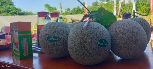 Seorang Petani Desa Kretek Berhasil Budidaya Melon dan Semangka Gunakan Media Semai Non Plastik