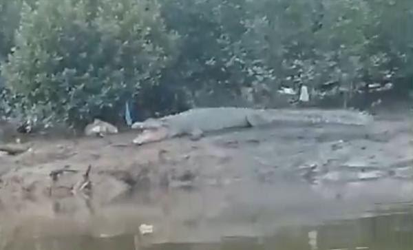 Warga Sagulung Sebut Puluhan Ekor Buaya Masih Berkeliaran di Sungai Setempat