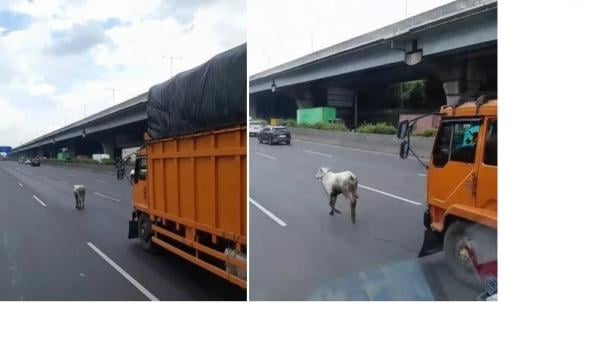 Seekor Sapi Lari di Tengah Jalan Tol bikin Heboh Pengguna Jalan Viral, Netizen: Sapine Ucul Lur