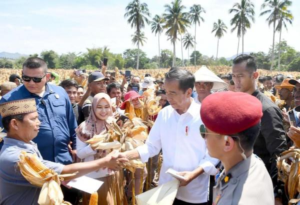 Jokowi: Saatnya Bulog Serap  Penyerapan Jagung Seiring Melimpahnya Produksi