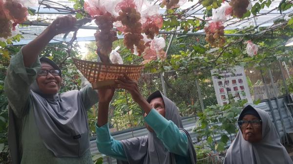 Melihat Kebun Anggur Lansia, Diminati Warga serta Jadi Wisata Edukasi Baru di Indramayu
