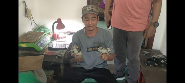PT Inalum Dukung Budidaya Kepiting Lunak di batu Bara