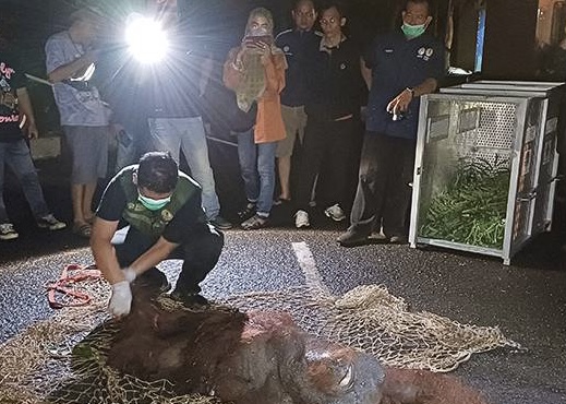 Tersesat di Bandara Sampit, Seekor Orangutan Dievakuasi tim BKSDA Kalteng