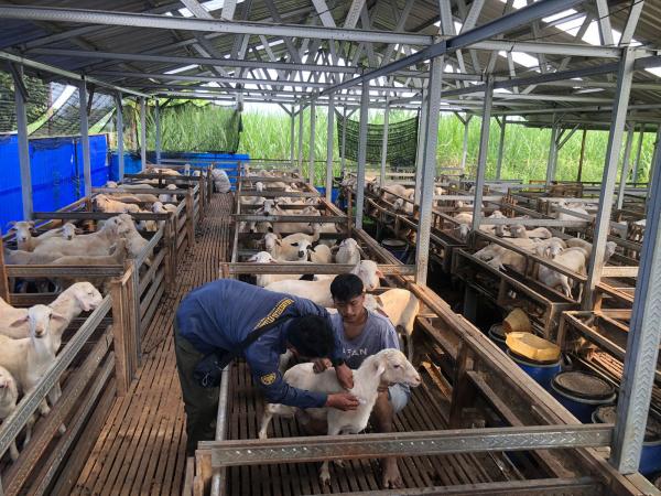 DD Farm Madiun Lakukan Inovasi dalam Penggemukan Domba, Begini Caranya