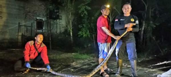Ular Sanca Sepanjang 3,5 Meter Ditangkap Petugas Damkar Setelah Mengincar Hewan Milik Warga Banjar