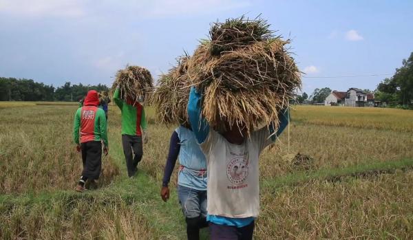 Sejumlah Petani di Ponorogo Sambat, Harga Gabah Turun Saat Panen Raya