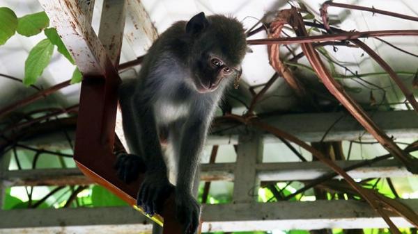 Brutal, Monyet Liar Serang Bayi Umur 2 Bulan di Lebak hingga Luka Parah