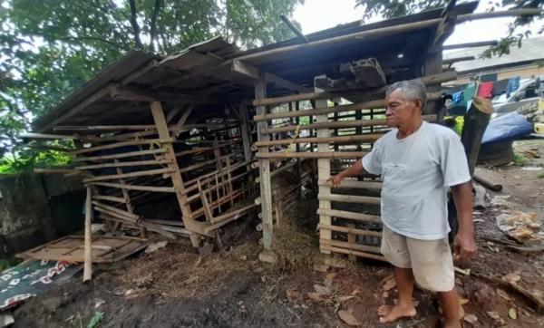 Komplotan Spesialis Maling Ternak Kembali Beraksi, 17 Kambing Warga Digondol dan Dipotong di Kandang
