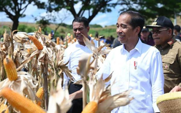 Jokowi: Produksi Panen Jagung di Sumbawa Meningkat