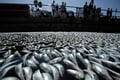 Ratusan Ribu Ikan Mati Akibat Gelombang Panas di Vietnam, Diperkirakan Capai 200 Ton