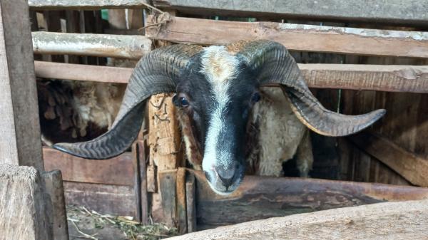 Peternak Domba di Tasikmalaya Mulai Banjir Pesanan untuk Kebutuhan Hewan Kurban Idul Adha 1445 H