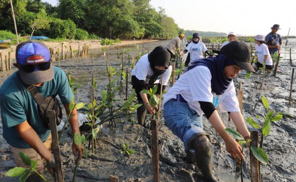 Pelindo Sulam 20.000 Bibit Mangrove di Desa Bancaran Bangkalan