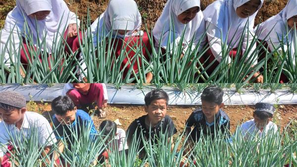 Manfaatkan Lahan Kosong, Guru dan Siswa SDN Kostasari Tasikmalaya Tanam Sayuran Organik