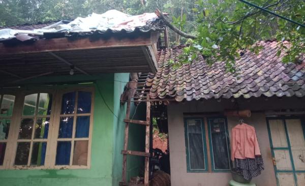 Hujan Lebat Disertai Angin Kencang, Pohon Petai Tumbang Timpa Rumah Warkin di Ciamis