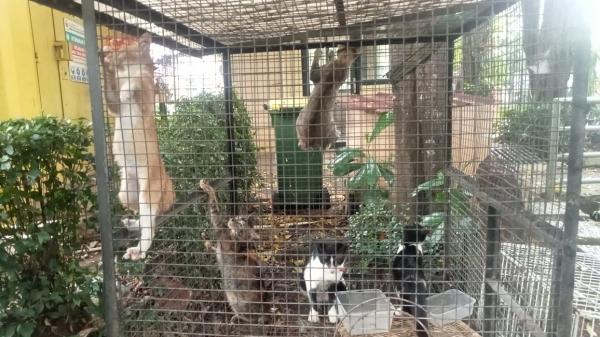 Dianggap Hama, Puluhan Kucing di Perumahan Kasuari Park Bintaro masuk TPA