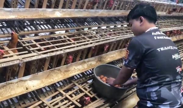 Harga Telur di Ponorogo Naik, Warga Pilih Membeli Langsung ke Kandang