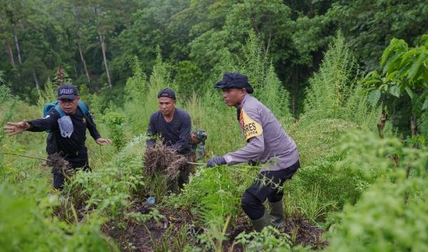 Polisi Musnahkan 1,5 Hektar Ladang Ganja di Pidie Aceh