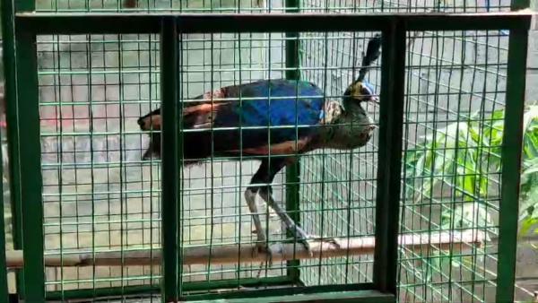 Bertengger Diatap Rumah Warga, Burung Merak Hijau Ditangkap