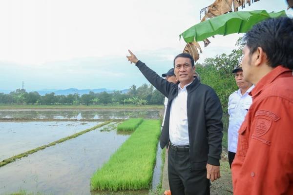 Mentan Sebut Sulbar Bakal Jadi Pemasok Bahan Pangan IKN