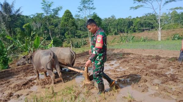 Dukung Program Ketahanan Pangan, Babinsa Desa Talagasari Bantu Petani Membajak Sawah