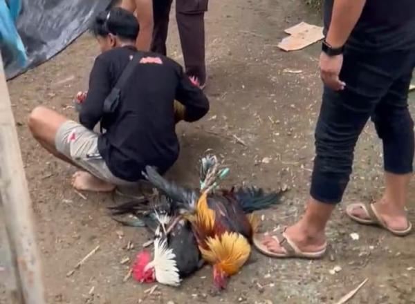 Polisi Gulung 70 Pelaku Judi Sabung Ayam di Jatiasih Bekasi, 58 Jadi Tersangka